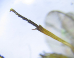 Pristiphora wesmaeli