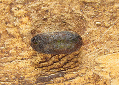 Pristiphora wesmaeli