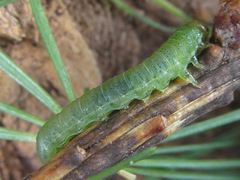 Pristiphora wesmaeli