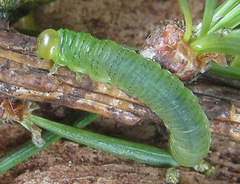 Pristiphora wesmaeli