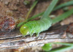 Pristiphora wesmaeli