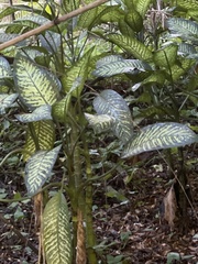 Dieffenbachia seguine