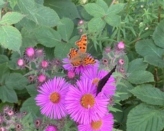Polygonia c-album