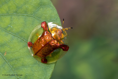 Aspidimorpha sanctaecrucis