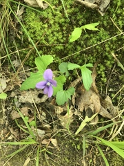 Viola edulis