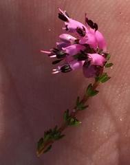 Erica dispar