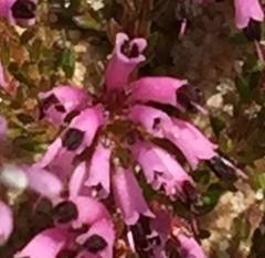 Erica dispar