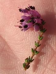 Erica dispar