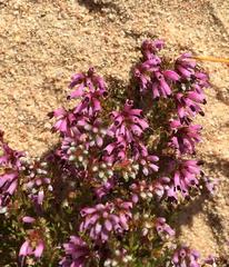 Erica dispar