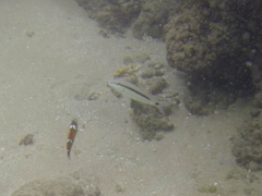 Parupeneus barberinus