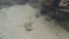 Parupeneus barberinus