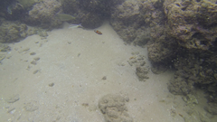 Parupeneus barberinus