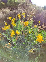Calobota cytisoides