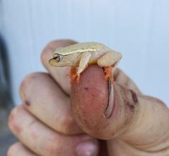 Hyperolius semidiscus