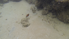 Parupeneus barberinus