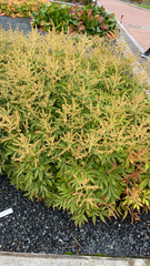 Astilbe japonica