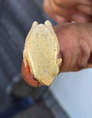 Hyperolius semidiscus