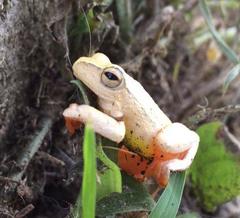 Hyperolius semidiscus