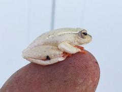 Hyperolius semidiscus