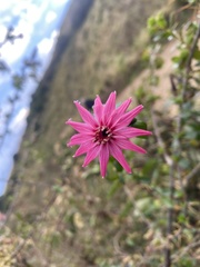 Barnadesia polyacantha