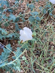 Argemone albiflora texana