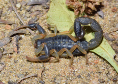 Uroplectes triangulifer marshalli