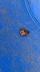 Harmonia axyridis