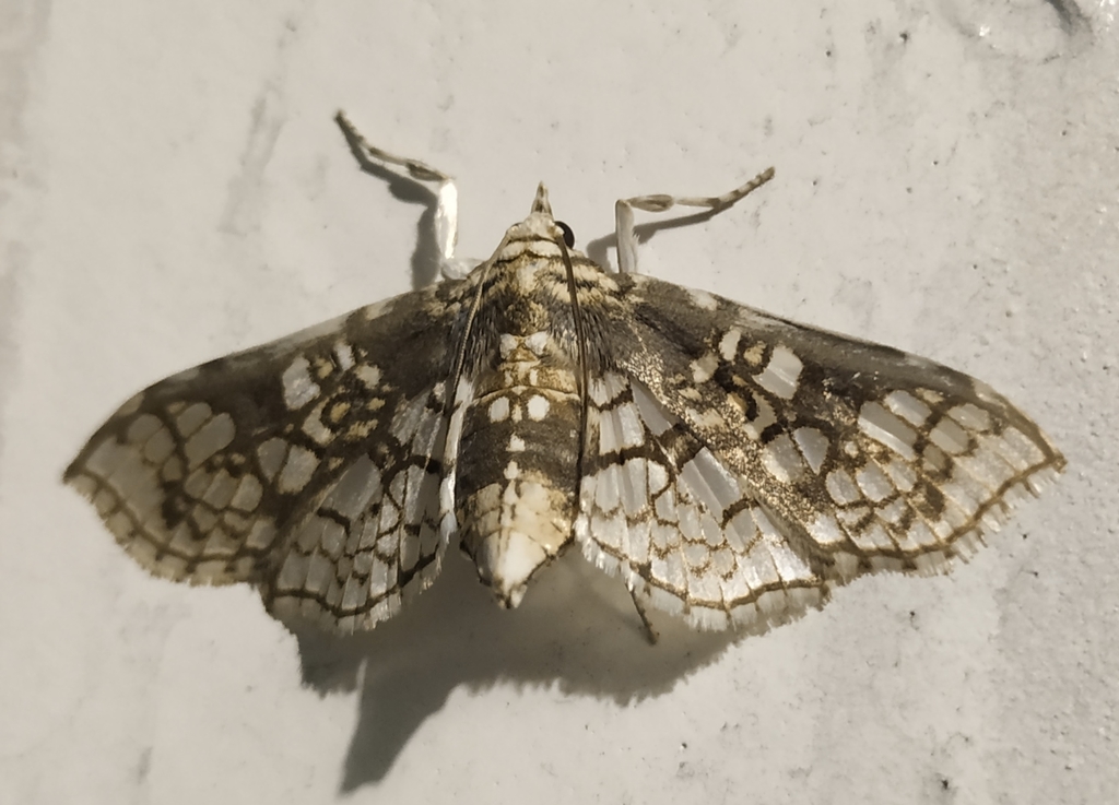 Megastes praxiteles