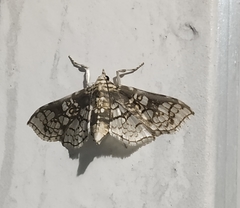 Megastes praxiteles