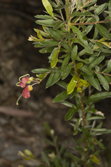 Grevillea banyabba