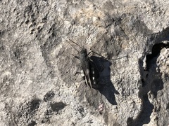 Oedipoda germanica meridionalis