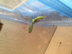 Pseudomantis