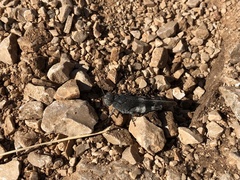 Oedipoda germanica meridionalis