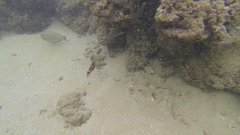 Parupeneus barberinus