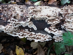 Antrodiella