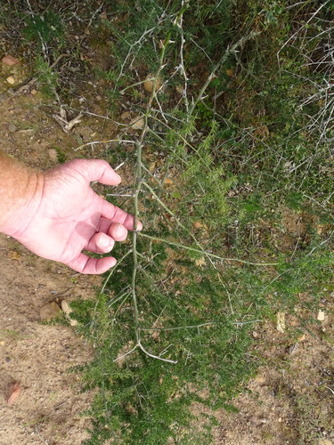 Image of Asparagus multiflorus by (c) Shaun Swanepoel, some rights reserved (CC BY)