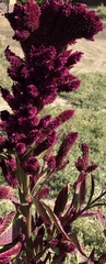 Celosia spicata