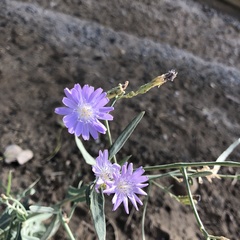 Lactuca tenerrima