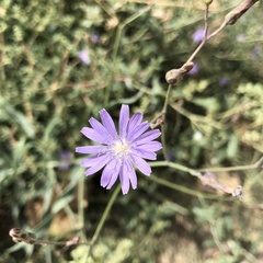 Lactuca tenerrima