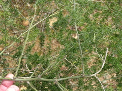 Asparagus multiflorus