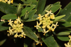Pimelea clavata