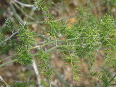 Asparagus multiflorus