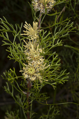 Isopogon mnoraifolius
