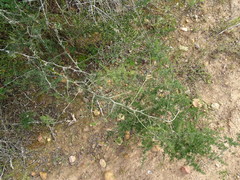 Asparagus multiflorus