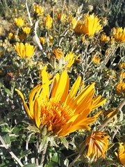 Berkheya fruticosa