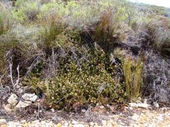 Serruria gremialis