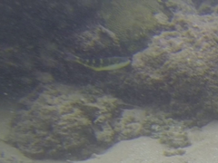 Thalassoma jansenii