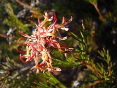 Serruria gremialis