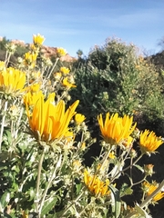 Berkheya fruticosa
