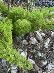 Asparagus densiflorus